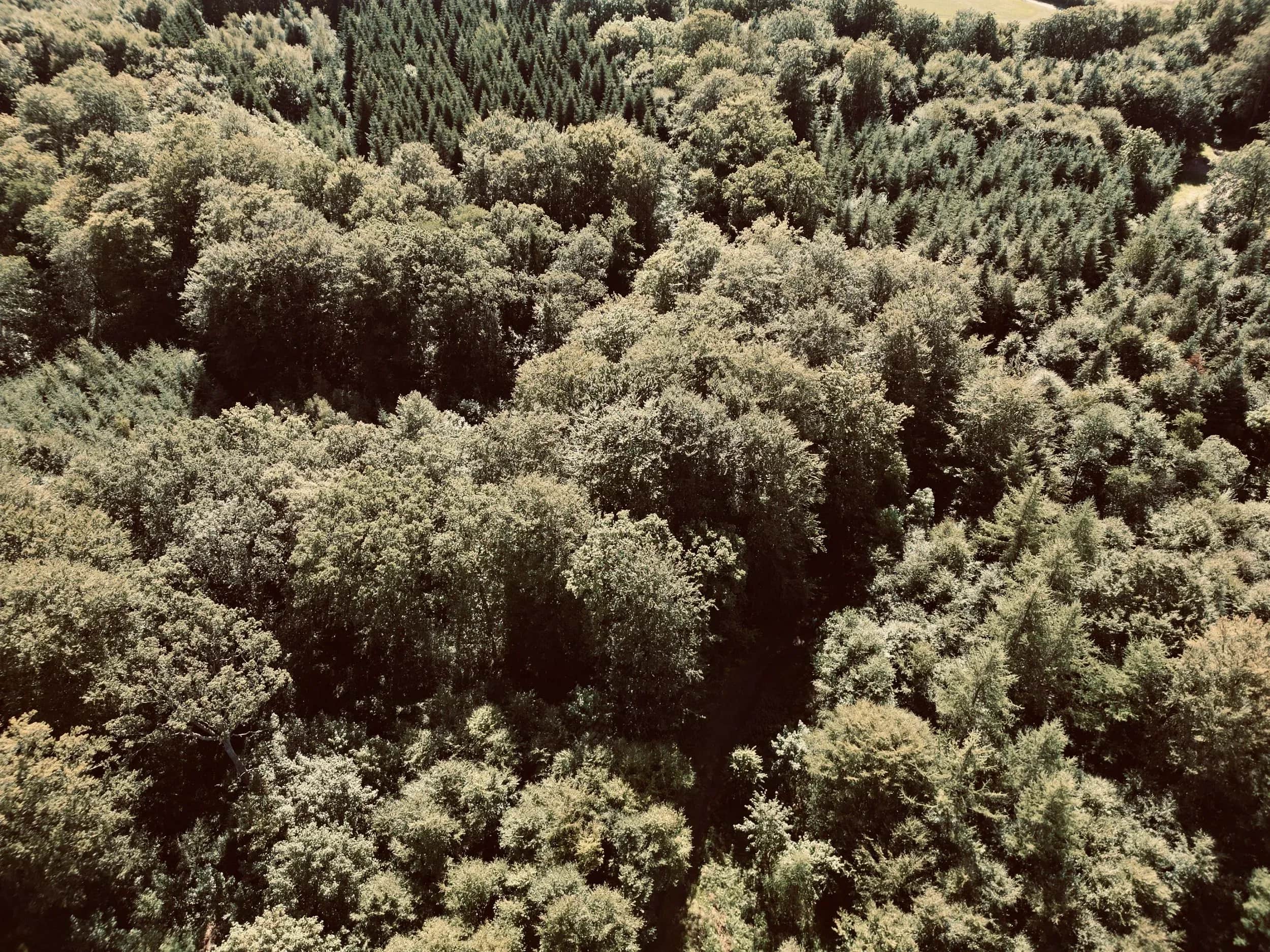 Luftfoto ned over tæt løvskov med en mørkere sti mellem træerne.